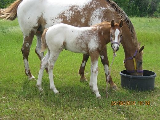 frost appaloosa