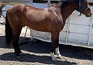 Azteca - Horse for Sale in Santa Maria, CA 93458