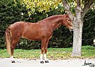 Andalusian - Horse for Sale in Rota (cádiz),  11520