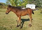 Friesian - Horse for Sale in Grundy Center, IA 50638