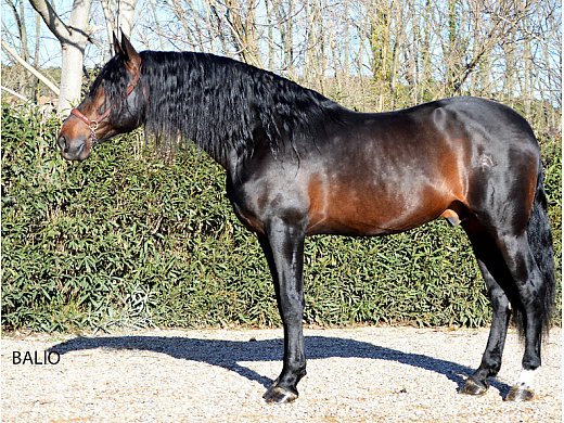 Spanish Horse for Sale: Balio