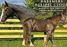 Missouri Fox Trotter - Horse for Sale in Collinsville, IL 62234 Missouri Fox Trotter - Horse for Sale in Collinsville, IL 62234