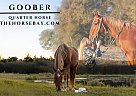 Quarter Horse - Horse for Sale in Quitman, TX 75783 Quarter Horse - Horse for Sale in Quitman, TX 75783