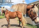 Draft - Horse for Sale in Jeffersonton, VA 22724 Draft - Horse for Sale in Jeffersonton, VA 22724
