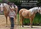 Missouri Fox Trotter - Horse for Sale in Antlers, OK 74523 Missouri Fox Trotter - Horse for Sale in Antlers, OK 74523