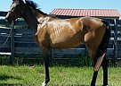 Thoroughbred - Horse for Sale in Reddick, FL 32686