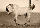 Andalusian - Horse for Sale in Priego De Córdoba,  14800