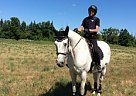 Percheron - Horse for Sale in Erin, ON L7J 2L8