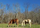 Horses For Sale In Pennsylvania - FREE Ads - HorseWeb