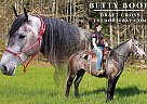 Draft - Horse for Sale in Copperhill, TN 37317 Draft - Horse for Sale in Copperhill, TN 37317