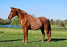 Tennessee Walking - Horse for Sale in Marion Junction, AL 36759