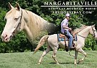 Kentucky Mountain - Horse for Sale in Parkers Lake, KY 42643 Kentucky Mountain - Horse for Sale in Parkers Lake, KY 42643