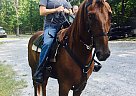 Tennessee Walking - Horse for Sale in Dallas, NC 28034