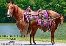Quarter Horse - Horse for Sale in Tompkinsville, KY 42167 Quarter Horse - Horse for Sale in Tompkinsville, KY 42167