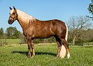 Missouri Fox Trotter - Horse for Sale in Marion Junction, AL 36759