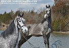 Tennessee Walking - Horse for Sale in Hustonville, Lincoln, Kentucky, KY 40437