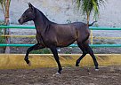 Andalusian - Horse for Sale in Canyon, CA 91387 Andalusian - Horse for Sale in Canyon, CA 91387
