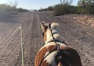 Miniature - Horse for Sale in Sahuarita, AZ 85629