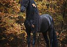 Friesian - Horse for Sale in Boston, MA 02110