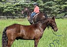 Tennessee Walking - Horse for Sale in Boon, MI 49618