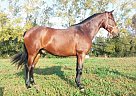 Andalusian - Horse for Sale in Girona,  17256