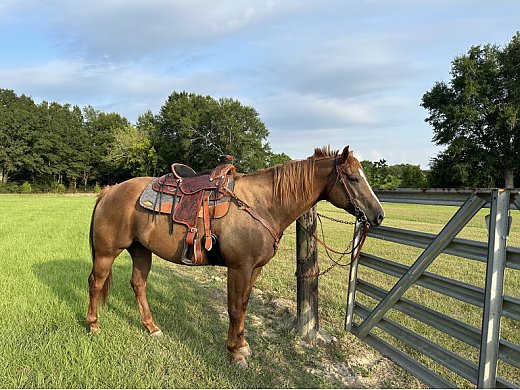 AQHA Mare