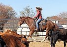 Quarter Horse - Horse for Sale in Birmingham, AL 35209