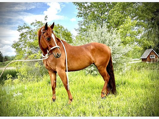 Trail Jumping Quarter Horse