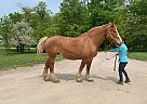 Belgian Draft - Horse for Sale in King City, ON L7B 1A3