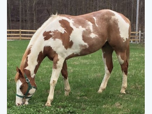 For Sale Paint Gelding