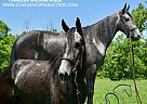 Tennessee Walking - Horse for Sale in SALTLICK, KY 40371