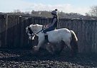 Pony - Horse for Sale in Gateshead, ENG NE84BG