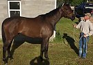 Thoroughbred - Horse for Sale in Bismarck, AR 71929