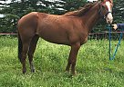 Paint - Horse for Sale in High Prairie, AB T0G1E0