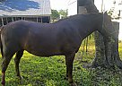Appaloosa - Horse for Sale in Georgetown, TX 78626