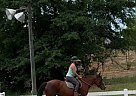 Mustang - Horse for Sale in Augusta, GA 30907 Mustang - Horse for Sale in Augusta, GA 30907