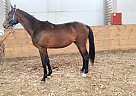 Trakehner - Horse for Sale in Kursk,  305005