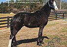 Tennessee Walking - Horse for Sale in OTIS ORCHARDS, WA 99027