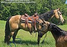 Tennessee Walking - Horse for Sale in Gillsville, GA 30543