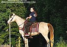 Missouri Fox Trotter - Horse for Sale in Gillsville, GA 30543