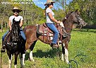 Quarter Pony - Horse for Sale in Gillsville, GA 30543