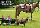 Quarter Horse - Horse for Sale in Kentwood, LA 70444 Quarter Horse - Horse for Sale in Kentwood, LA 70444
