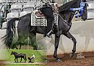 Tennessee Walking - Horse for Sale in Malta, OH 43758 Tennessee Walking - Horse for Sale in Malta, OH 43758