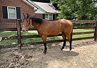 Quarter Horse - Horse for Sale in Columbiana, AL 35051