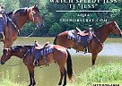 Quarter Horse - Horse for Sale in Tompkinsville, KY 42167