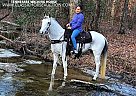 Tennessee Walking - Horse for Sale in Lewisburg, TN 99027