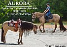 Friesian - Horse for Sale in Eatonton, GA 31024