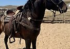 Azteca - Horse for Sale in Santa Maria, CA 93458