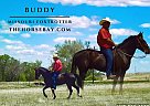 Missouri Fox Trotter - Horse for Sale in Calhan, CO 80808