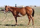 Paint - Horse for Sale in Muleshoe, TX 79437
